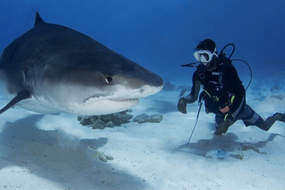 Private tiger shark diving 